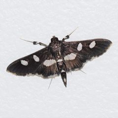 Desmia funeralis by (c) Douglas Hooper, some rights reserved (CC BY), uploaded by Douglas Hooper. Used under a CC-BY license.