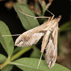 Lineodes elcodes by no rights reserved, uploaded by Jesse Rorabaugh. Used under a CC0 license.