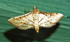 Marasmia cochrusalis by (c) David Dodd, some rights reserved (CC BY), uploaded by David Dodd. Used under a CC-BY license.