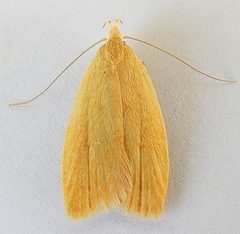 Himmacia stratia by (c) jimeckert49, some rights reserved (CC BY). Used under a CC-BY license.