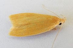 Himmacia stratia by (c) jimeckert49, some rights reserved (CC BY). Used under a CC-BY license.
