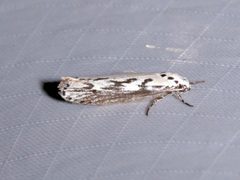 Ethmia semitenebrella by (c) Laura Gaudette, some rights reserved (CC BY), uploaded by Laura Gaudette. Used under a CC-BY license.