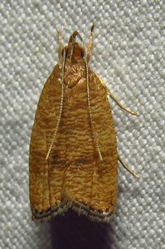 Psilocorsis cryptolechiella by (c) David Dodd, some rights reserved (CC BY), uploaded by David Dodd. Used under a CC-BY license.