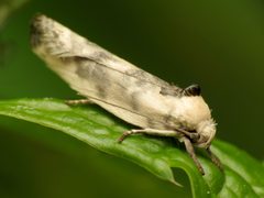 Antaeotricha schlaegeri by (c) Katja Schulz, some rights reserved (CC BY). Used under a CC-BY license.