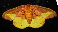 Oreta rosea by (c) David Dodd, some rights reserved (CC BY), uploaded by David Dodd. Used under a CC-BY license.