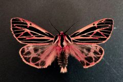 Apantesis doris by (c) Doug Macaulay, some rights reserved (CC BY), uploaded by Doug Macaulay. Used under a CC-BY license.