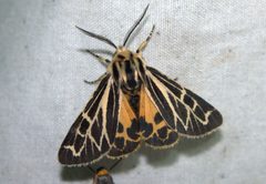 Apantesis obliterata by (c) Doug Macaulay, some rights reserved (CC BY), uploaded by Doug Macaulay. Used under a CC-BY license.
