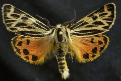 Apantesis obliterata by (c) Doug Macaulay, some rights reserved (CC BY), uploaded by Doug Macaulay. Used under a CC-BY license.