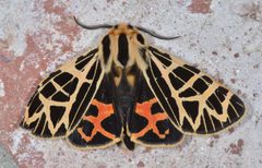Apantesis ornata by (c) Don Loarie, some rights reserved (CC BY). Used under a CC-BY license.