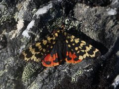 Arctia alpina by no rights reserved, uploaded by Tero Linjama. Used under a CC0 license.