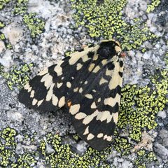Arctia alpina by (c) Svyatoslav Knyazev, some rights reserved (CC BY), uploaded by Svyatoslav Knyazev. Used under a CC-BY license.