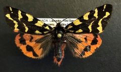 Arctia lapponica by (c) Doug Macaulay, some rights reserved (CC BY), uploaded by Doug Macaulay. Used under a CC-BY license.