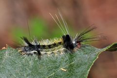 Carales arizonensis by (c) Tom Kennedy, some rights reserved (CC BY), uploaded by Tom Kennedy. Used under a CC-BY license.