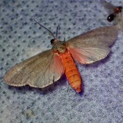 Euchaetes perlevis by (c) Sue Carnahan, some rights reserved (CC BY), uploaded by Sue Carnahan. Used under a CC-BY license.
