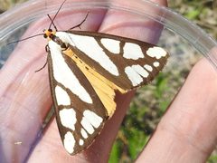 Haploa colona by (c) Sam Kieschnick, some rights reserved (CC BY), uploaded by Sam Kieschnick. Used under a CC-BY license.