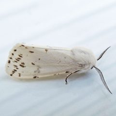Hyphantria by (c) Bill Keim, some rights reserved (CC BY). Used under a CC-BY license.