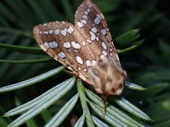Lophocampa argentata by (c) Cricket Raspet, some rights reserved (CC BY), uploaded by Cricket Raspet. Used under a CC-BY license.