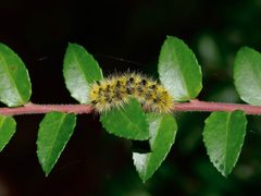 Lophocampa argentata by (c) Justin Paulin, some rights reserved (CC BY), uploaded by Justin Paulin. Used under a CC-BY license.