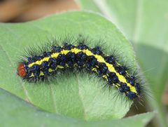 Gnophaela latipennis by (c) John Hibbard, some rights reserved (CC BY), uploaded by John Hibbard. Used under a CC-BY license.
