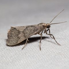 Cisthene faustinula by (c) Ken-ichi Ueda, some rights reserved (CC BY), uploaded by Ken-ichi Ueda. Used under a CC-BY license.