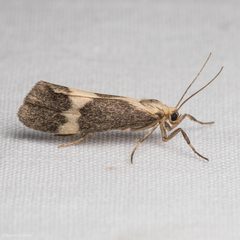 Cisthene faustinula by (c) Ken-ichi Ueda, some rights reserved (CC BY), uploaded by Ken-ichi Ueda. Used under a CC-BY license.