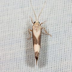 Cisthene faustinula by (c) Ken-ichi Ueda, some rights reserved (CC BY), uploaded by Ken-ichi Ueda. Used under a CC-BY license.