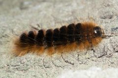Pseudohemihyalea edwardsii by (c) Ken-ichi Ueda, some rights reserved (CC BY), uploaded by Ken-ichi Ueda. Used under a CC-BY license.