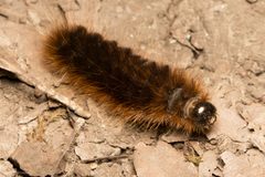 Pseudohemihyalea edwardsii by (c) Ken-ichi Ueda, some rights reserved (CC BY), uploaded by Ken-ichi Ueda. Used under a CC-BY license.