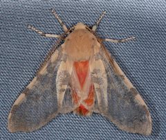 Pseudohemihyalea edwardsii by (c) Don Loarie, some rights reserved (CC BY), uploaded by Don Loarie. Used under a CC-BY license.