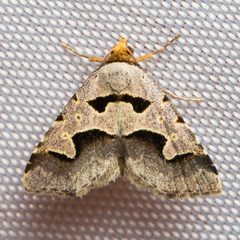 Baniana minor by (c) Ken-ichi Ueda, some rights reserved (CC BY), uploaded by Ken-ichi Ueda. Used under a CC-BY license.
