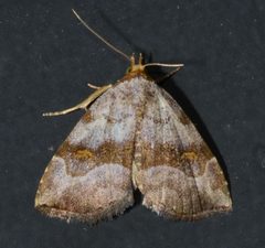 Oxycilla malaca by (c) Andy Reago & Chrissy McClarren, some rights reserved (CC BY). Used under a CC-BY license.