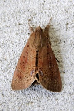 Litoprosopus futilis by no rights reserved, uploaded by Vijay Barve. Used under a CC0 license.