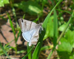 Caenurgina caerulea by (c) John Hibbard, some rights reserved (CC BY), uploaded by John Hibbard. Used under a CC-BY license.