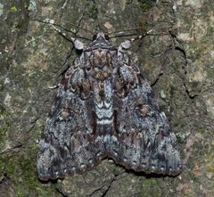 Catocala lacrymosa by (c) Andy Reago & Chrissy McClarren, some rights reserved (CC BY). Used under a CC-BY license.