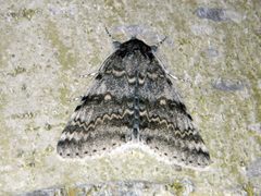 Catocala relicta by (c) Louis Imbeau, some rights reserved (CC BY), uploaded by Louis Imbeau. Used under a CC-BY license.