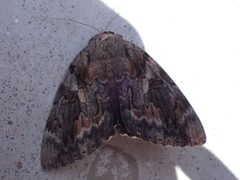 Catocala agrippina by (c) GayleIsTired, some rights reserved (CC BY), uploaded by GayleIsTired. Used under a CC-BY license.