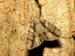 Catocala flebilis by (c) Katja Schulz, some rights reserved (CC BY). Used under a CC-BY license.