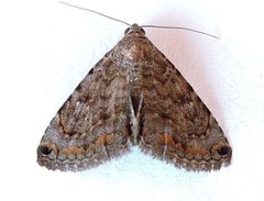 Toxonprucha pardalis by (c) jimeckert49, some rights reserved (CC BY). Used under a CC-BY license.