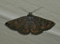 Toxonprucha pardalis by (c) Wendy McCrady, some rights reserved (CC BY), uploaded by Wendy McCrady. Used under a CC-BY license.