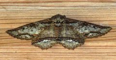 Zale strigimacula by (c) johnyochum, some rights reserved (CC BY), uploaded by johnyochum. Used under a CC-BY license.