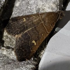 Bleptina verticalis by (c) Cecil Smith, some rights reserved (CC BY), uploaded by Cecil Smith. Used under a CC-BY license.
