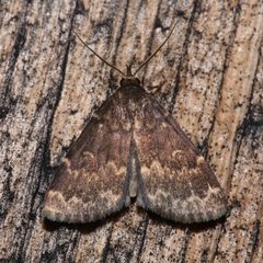 Idia lubricalis by (c) Laura Gaudette, some rights reserved (CC BY), uploaded by Laura Gaudette. Used under a CC-BY license.