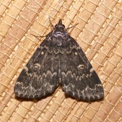 Idia lubricalis by (c) Laura Gaudette, some rights reserved (CC BY), uploaded by Laura Gaudette. Used under a CC-BY license.