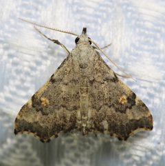 Redectis pygmaea by (c) Adrienne van den Beemt, some rights reserved (CC BY), uploaded by Adrienne van den Beemt. Used under a CC-BY license.