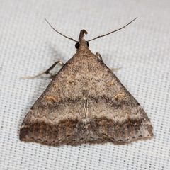 Tetanolita palligera by (c) Ken-ichi Ueda, some rights reserved (CC BY), uploaded by Ken-ichi Ueda. Used under a CC-BY license.