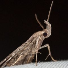 Tetanolita palligera by (c) Ken-ichi Ueda, some rights reserved (CC BY), uploaded by Ken-ichi Ueda. Used under a CC-BY license.
