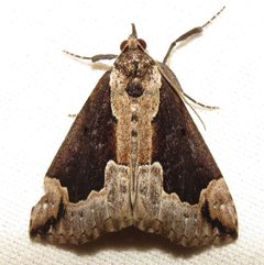 Hypena baltimoralis by (c) Fyn Kynd Photography, some rights reserved (CC BY). Used under a CC-BY license.