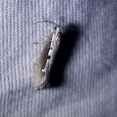 Ethmia semilugens by (c) Bob Miller, some rights reserved (CC BY), uploaded by Bob Miller. Used under a CC-BY license.