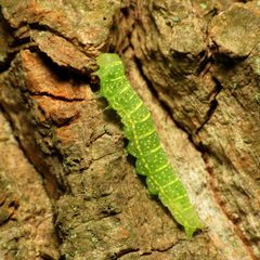 Paectes abrostoloides by (c) Katja Schulz, some rights reserved (CC BY). Used under a CC-BY license.