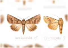 Paectes acutangula by no rights reserved, uploaded by Andreas Manz. Used under a CC0 license.